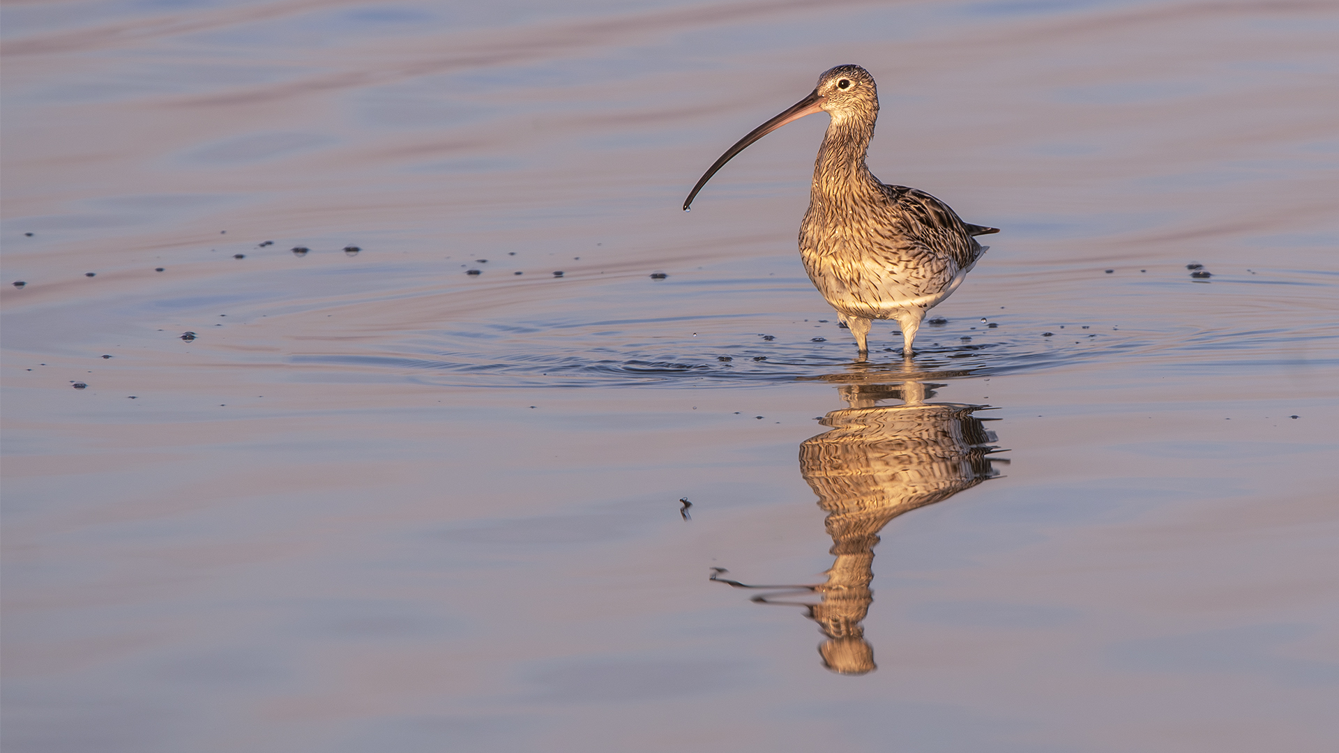 Eurasian Curlew